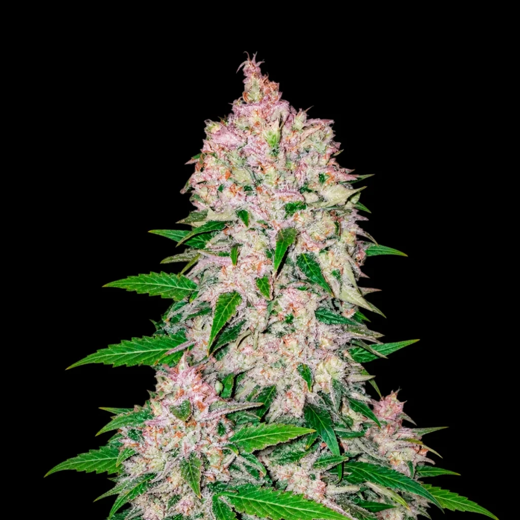 Stardawg Auto – Fast Buds
