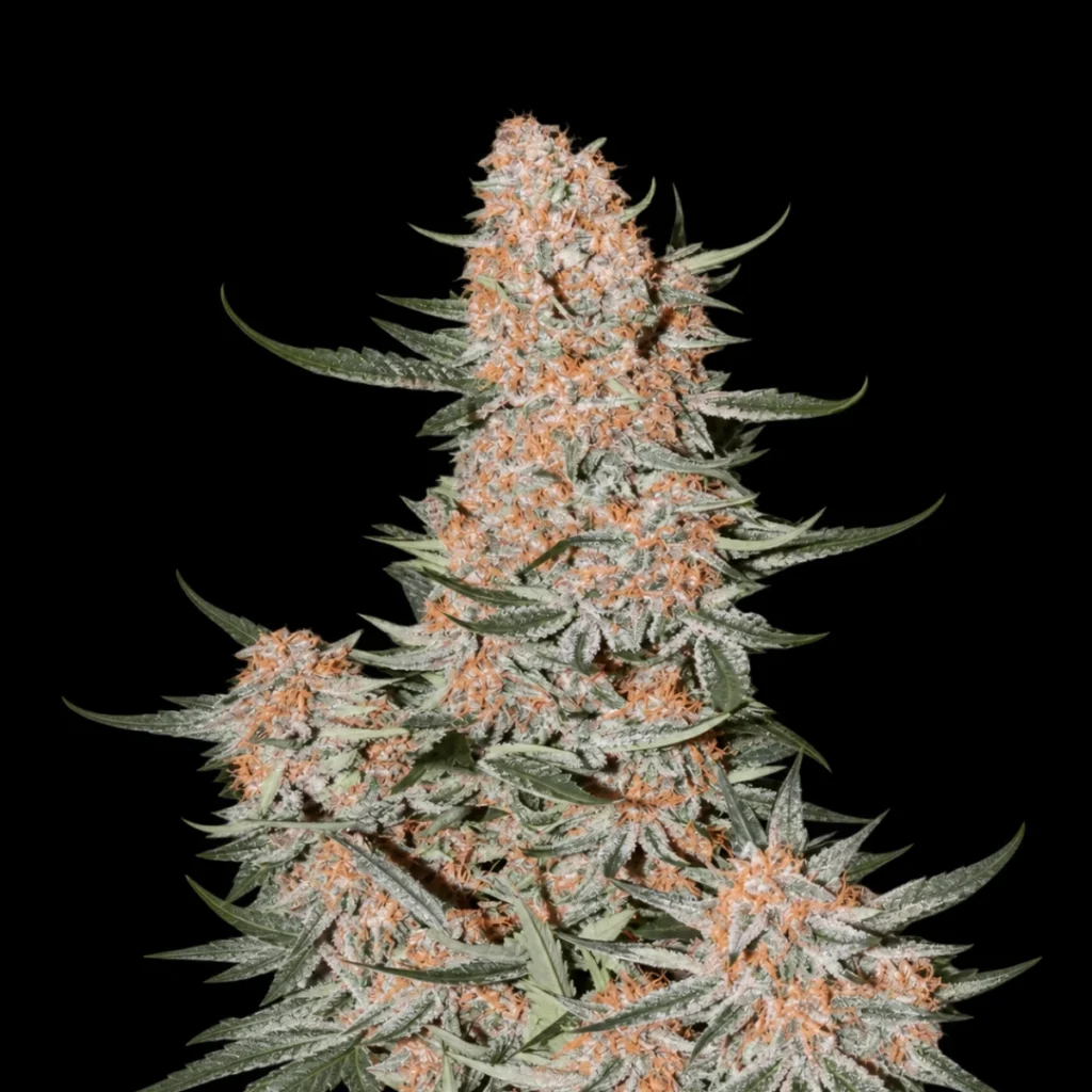 Ztrawberriez Auto – Fast Buds