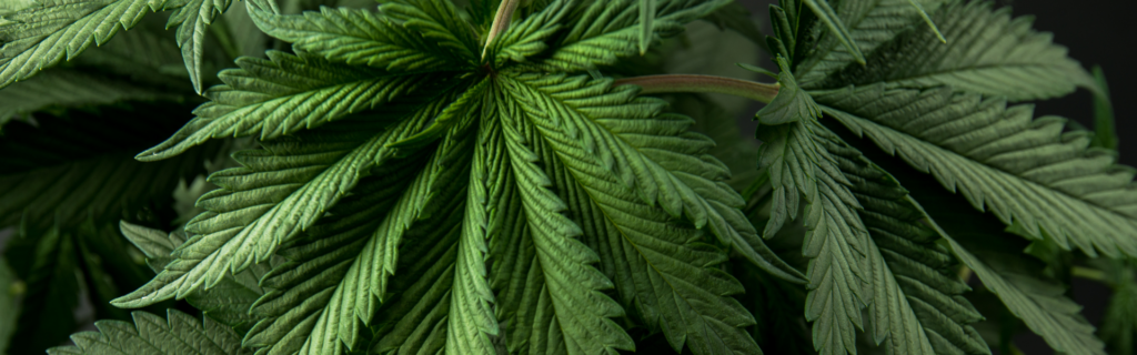 THC vs CBD