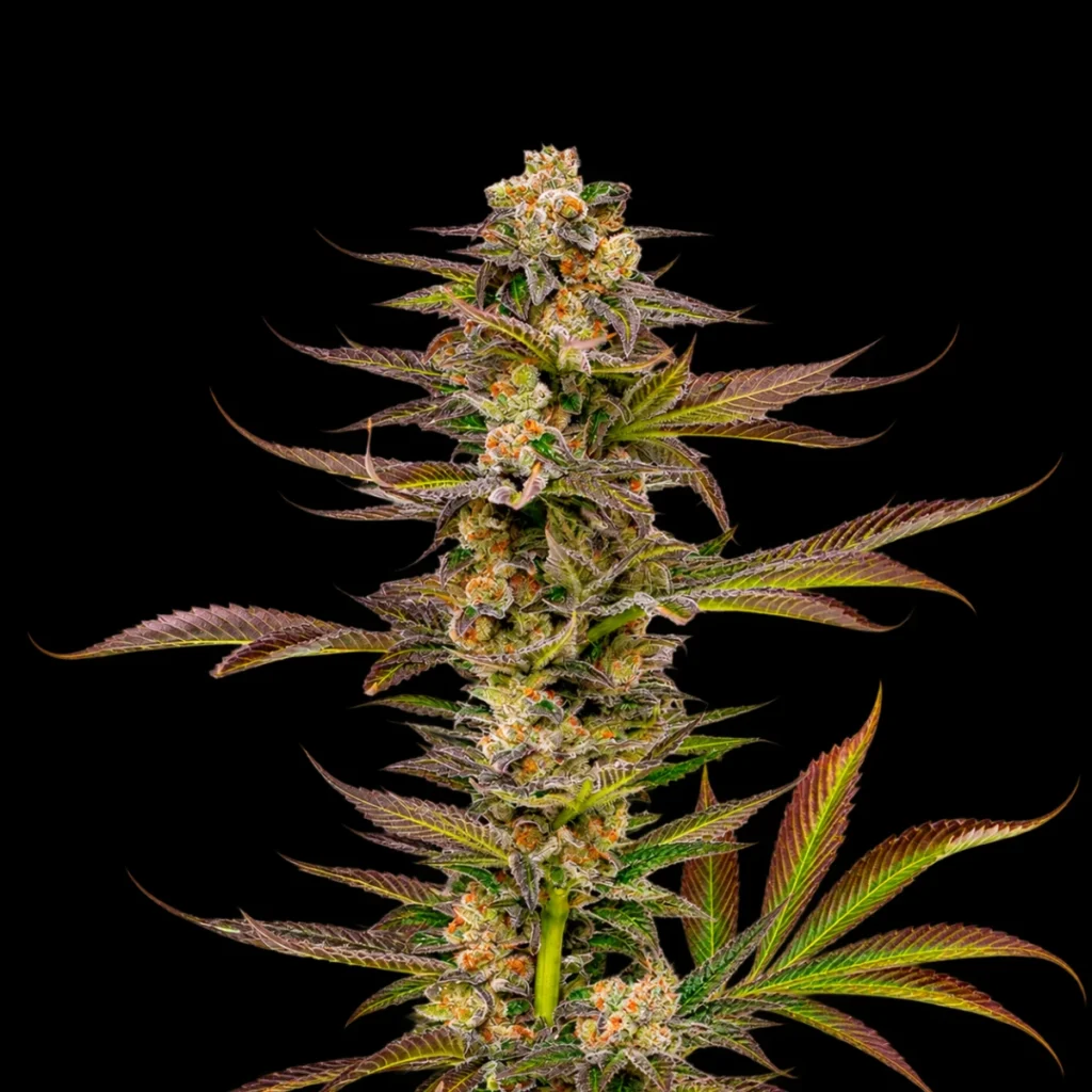 Gauva Gelato Auto – Super Seeds