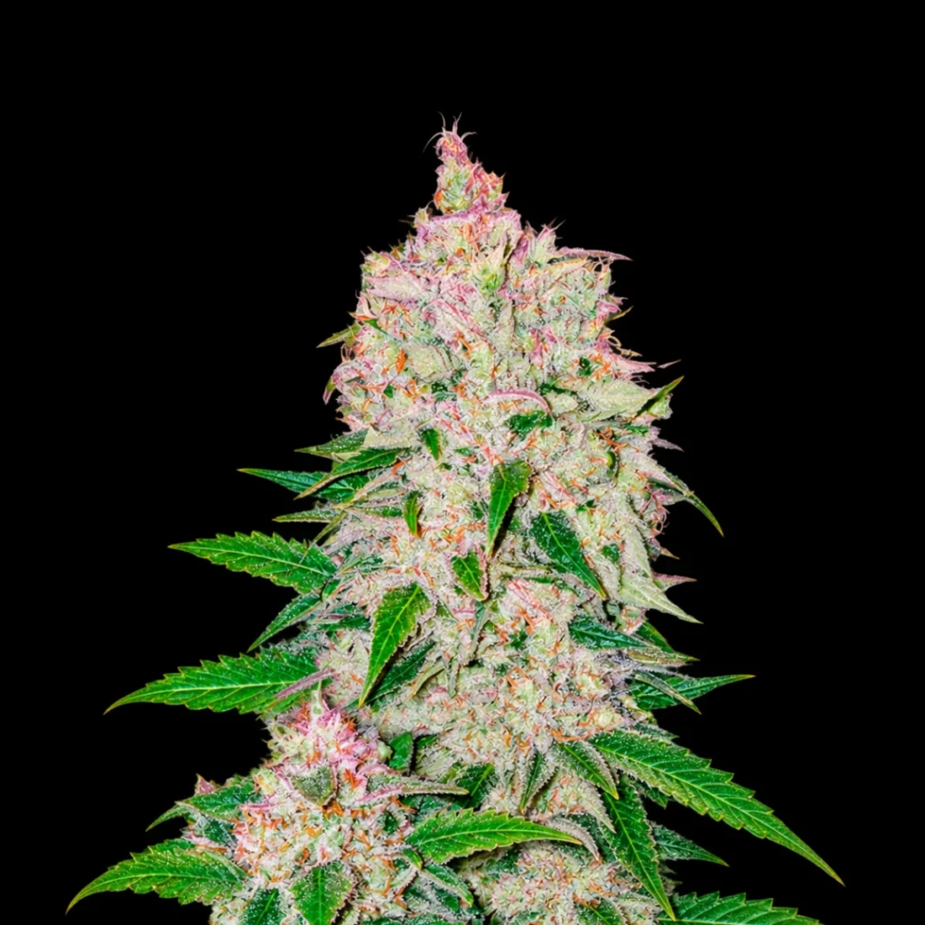 Gorilla Glue X Stawdawg illuminati (Feminiseret) – Super Seeds