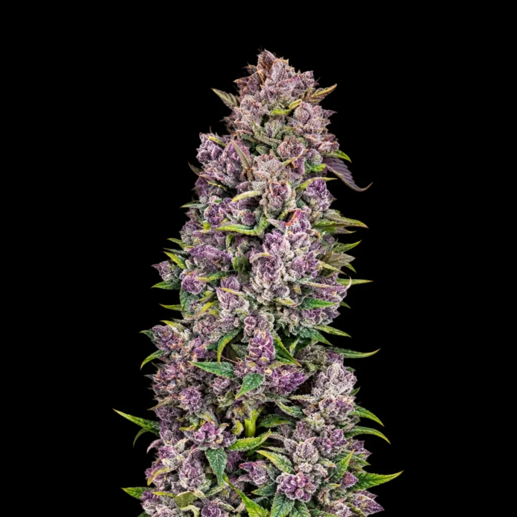 Papaya Cream Pie Auto – Super Seeds