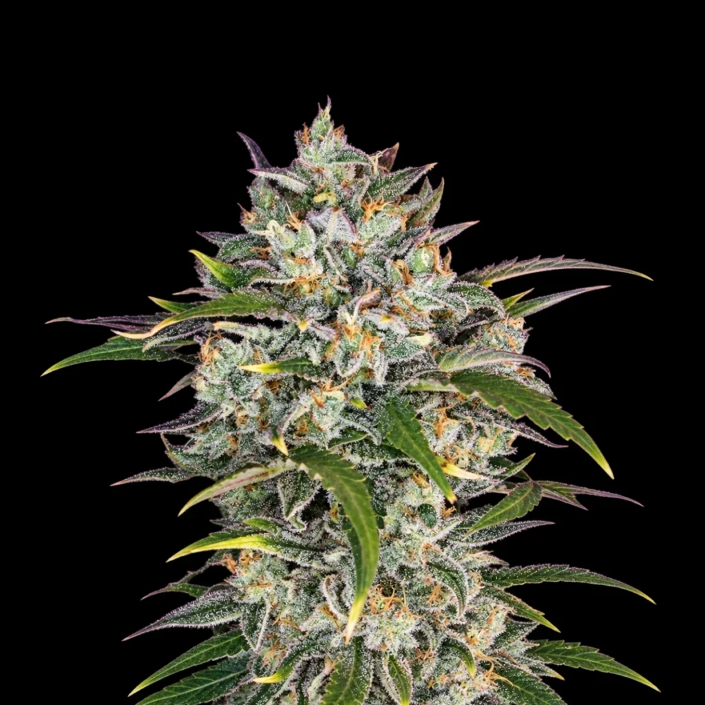 Sour Jealousy OG Auto – Super Seeds