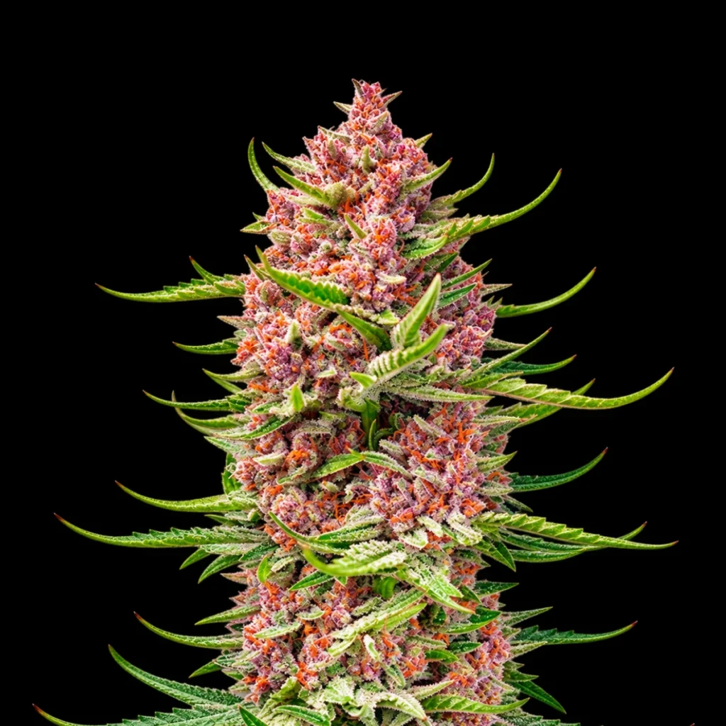 Strawberry Zkittlez Punch Auto – Super Seeds