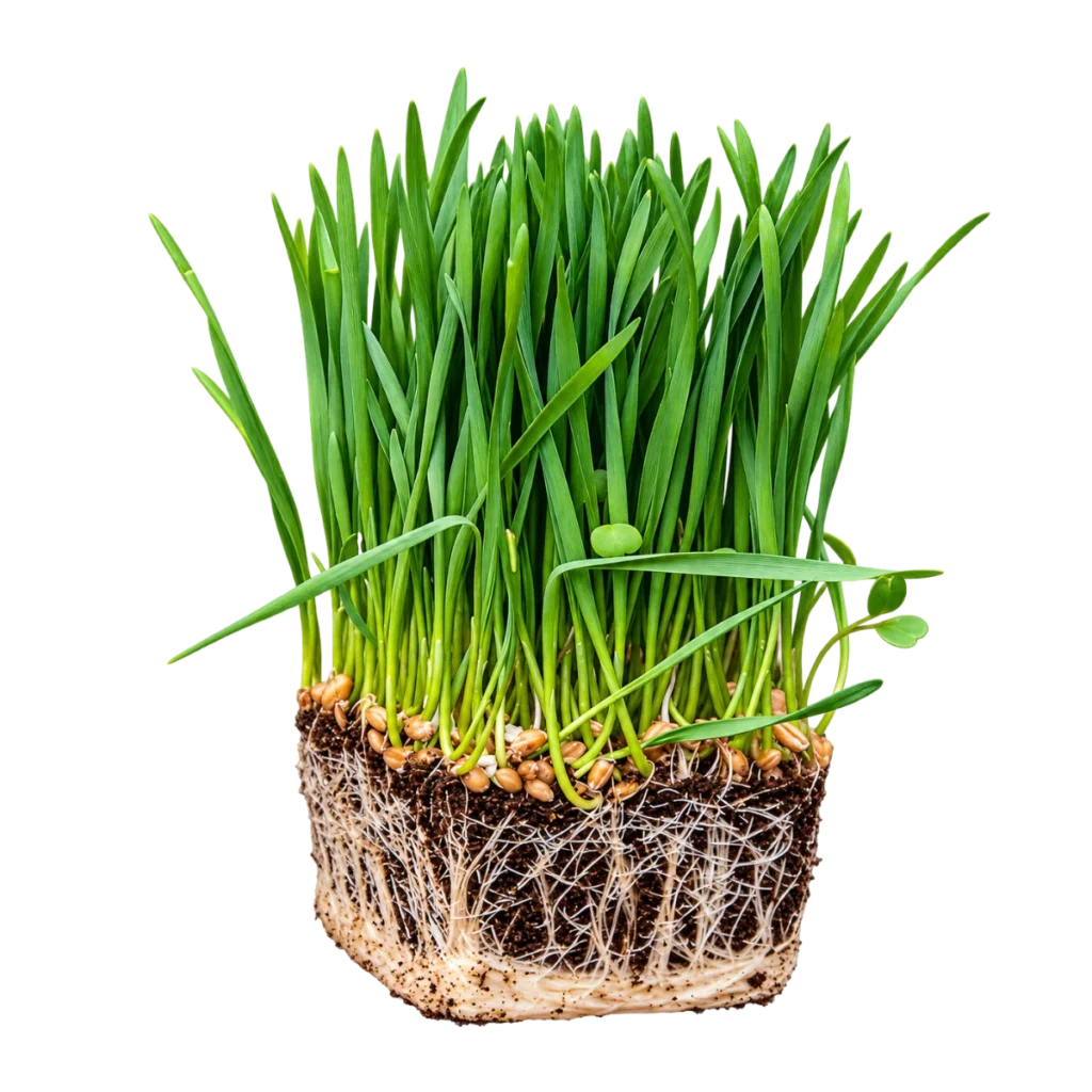 Hvedegræs - frø til microgreens