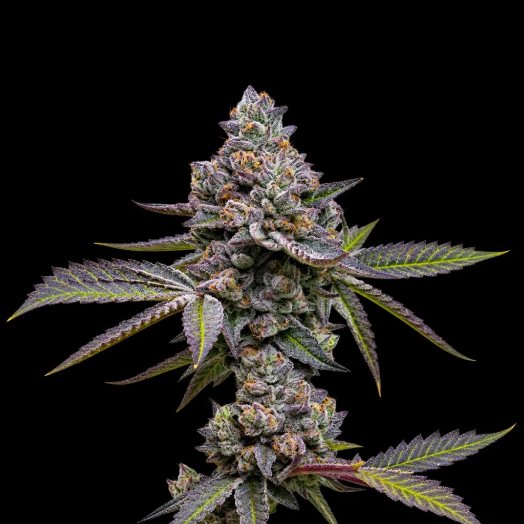 Apple Fritter (Feminiseret) – Barney’s Farm