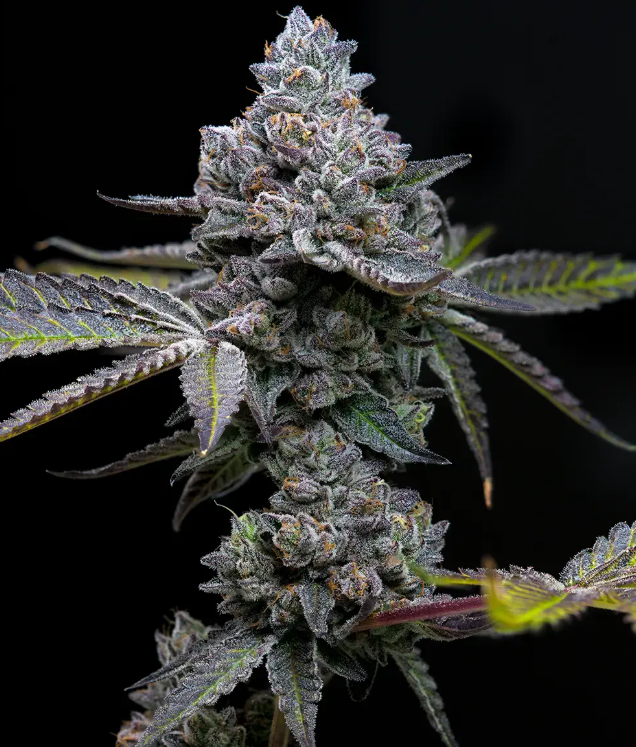Apple Fritter (Feminiseret) - Barney's Farm