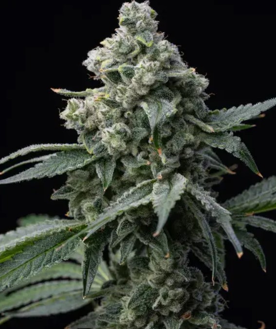 Bruce Banner (Feminiseret) - Barney's Farm