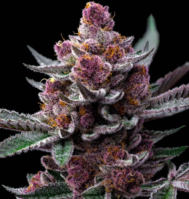 Cherry Poppers (Feminiseret) - Barney's Farm