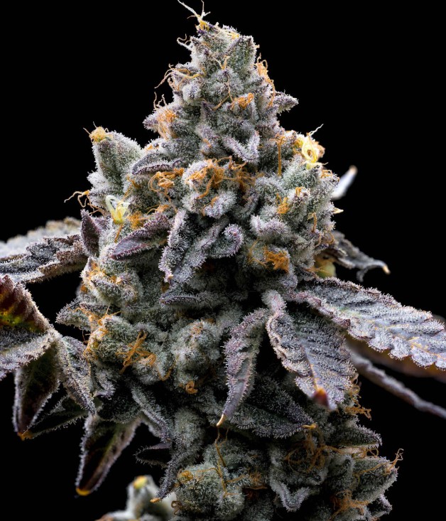 GMO Cookies (Feminiseret) - Barney's Farm