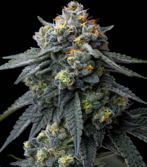 Jealousy (Feminiseret) - Barney's Farm