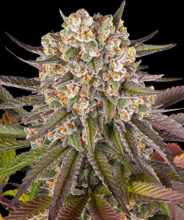 Limoncello (Feminiseret) - Barney's Farm