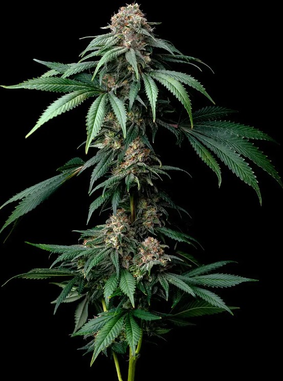 Mendo Breath (Feminiseret) - Barney's Farm