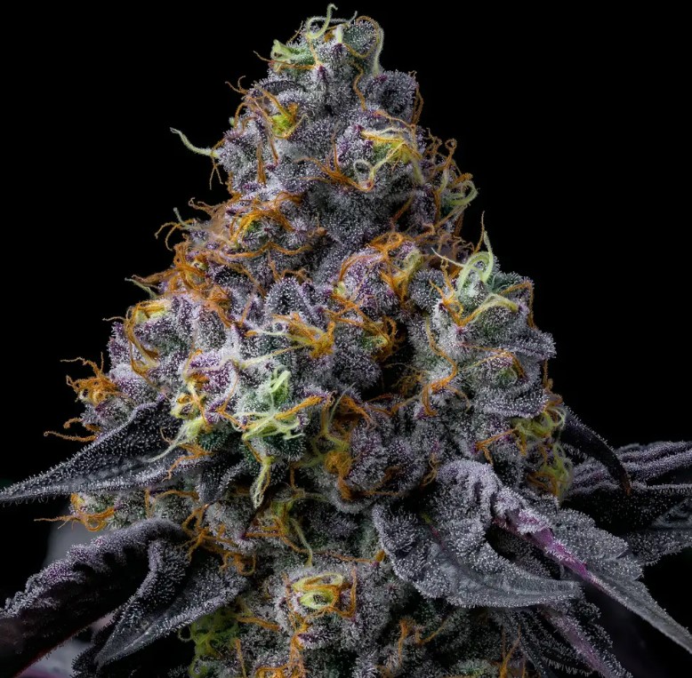 Rainbow Sherbet (Feminiseret) - Barney's Farm