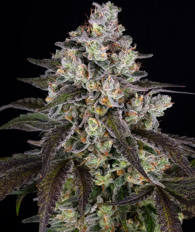Trainwreck (Feminiseret) - Barney's Farm