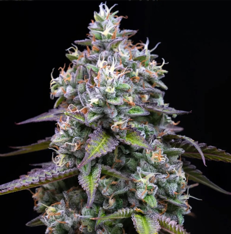 Zoap (Feminiseret) - Barney's Farm