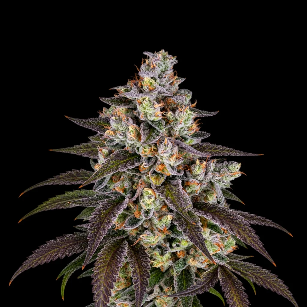 Trainwreck (Feminiseret) – Barney’s Farm
