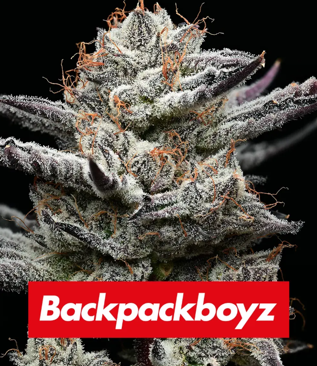 Black Cherry Gushers (Feminiseret) - Barney's Farm