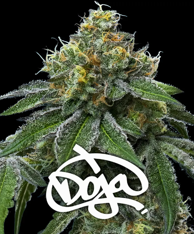 RS11 x Banana OG (Feminiseret) - Barney's Farm