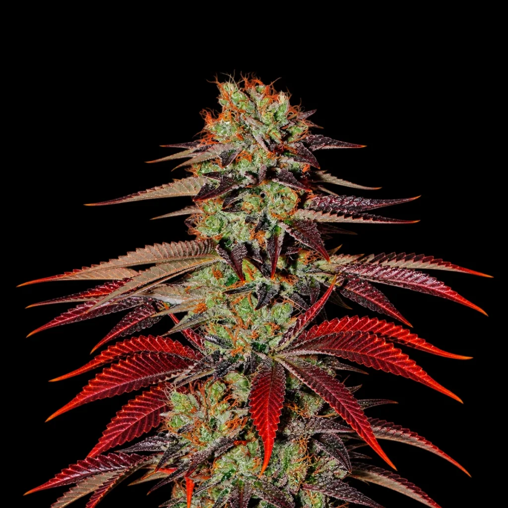 Super THC King Auto - Super frø