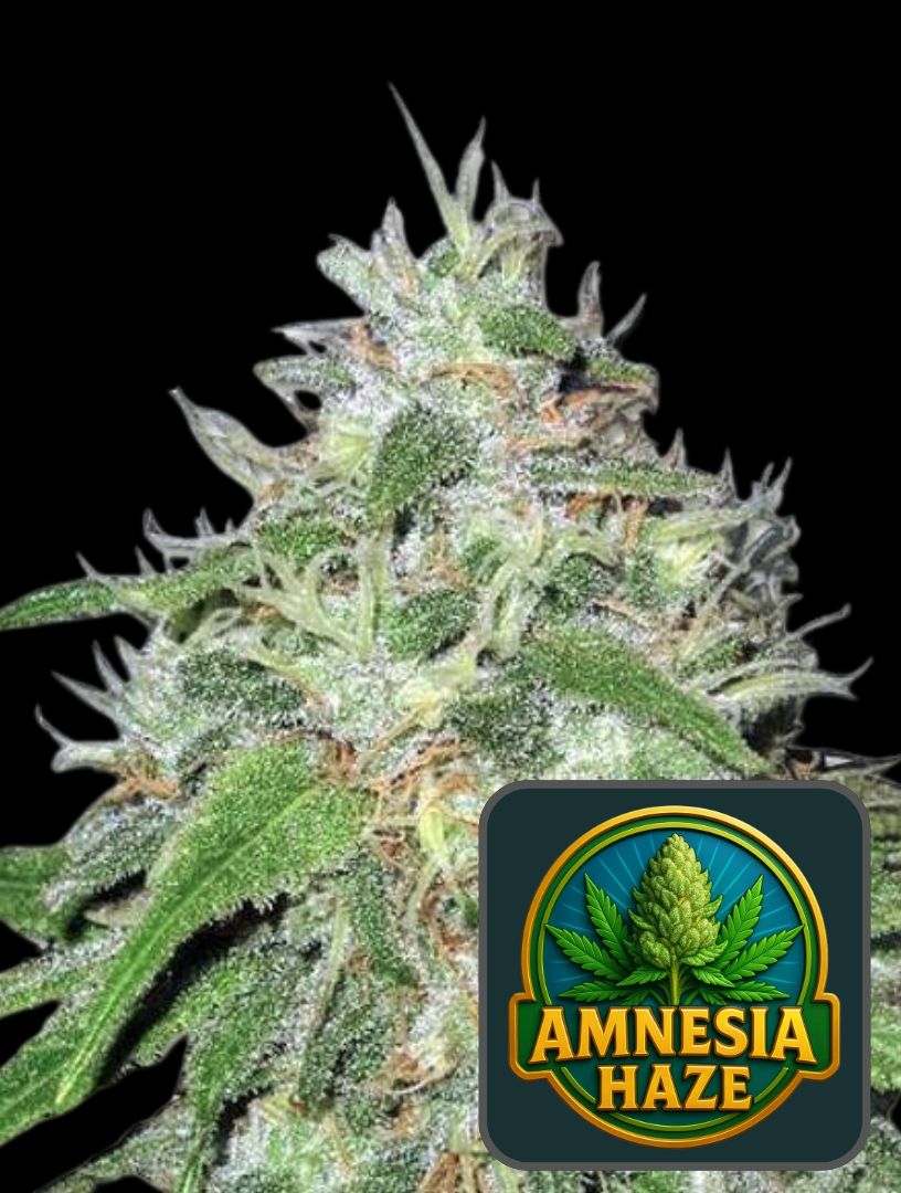 Super Amnesia Haze (Feminiseret) - Super Seeds