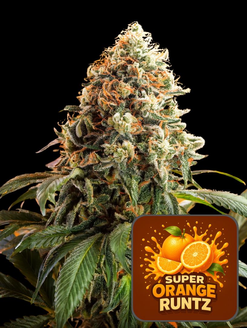 Super Orange Runtz (Feminiseret) - Super Seeds