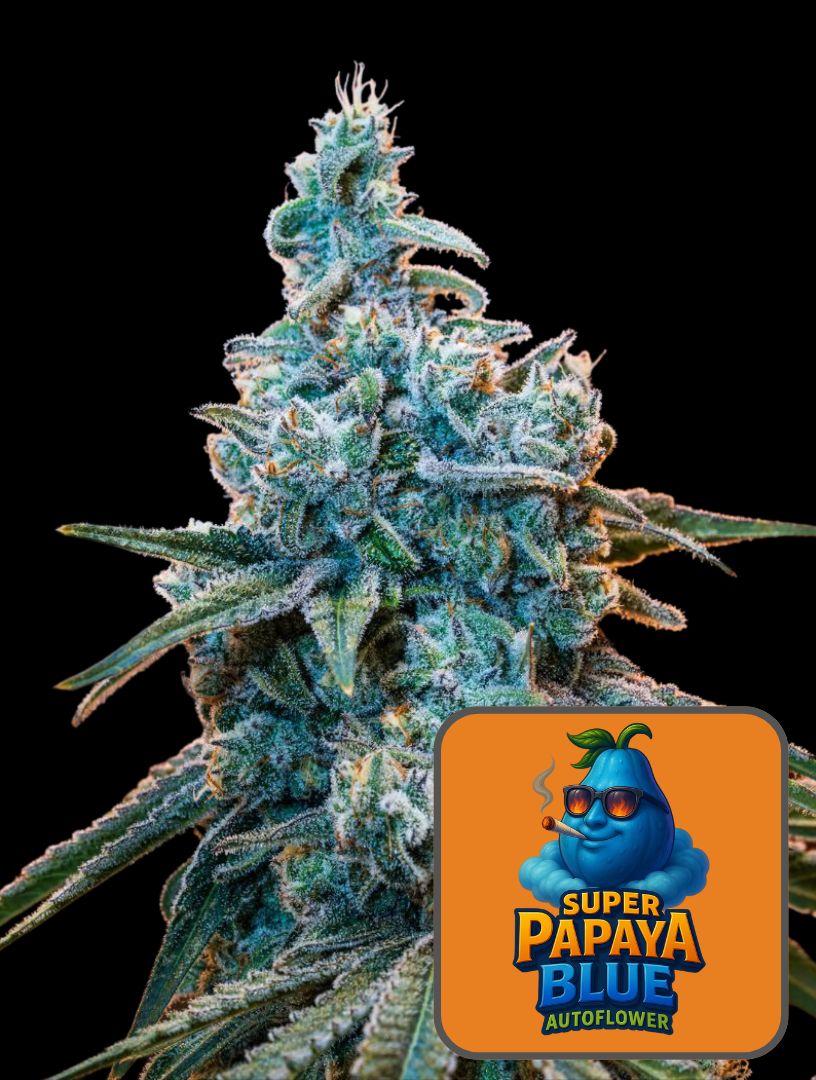 Super Papaya Blue Auto – Super Seeds