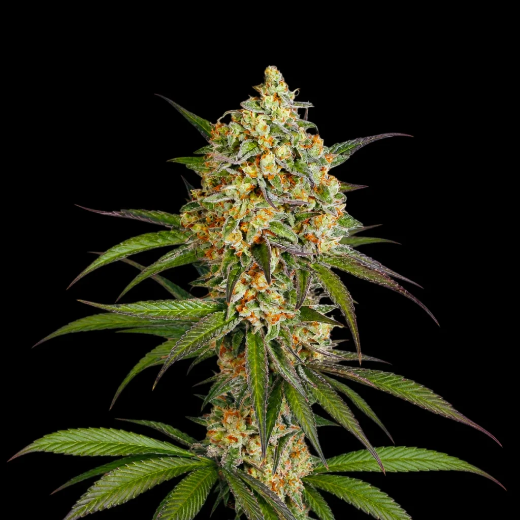 Super Sour Diesel Auto - Superfrø