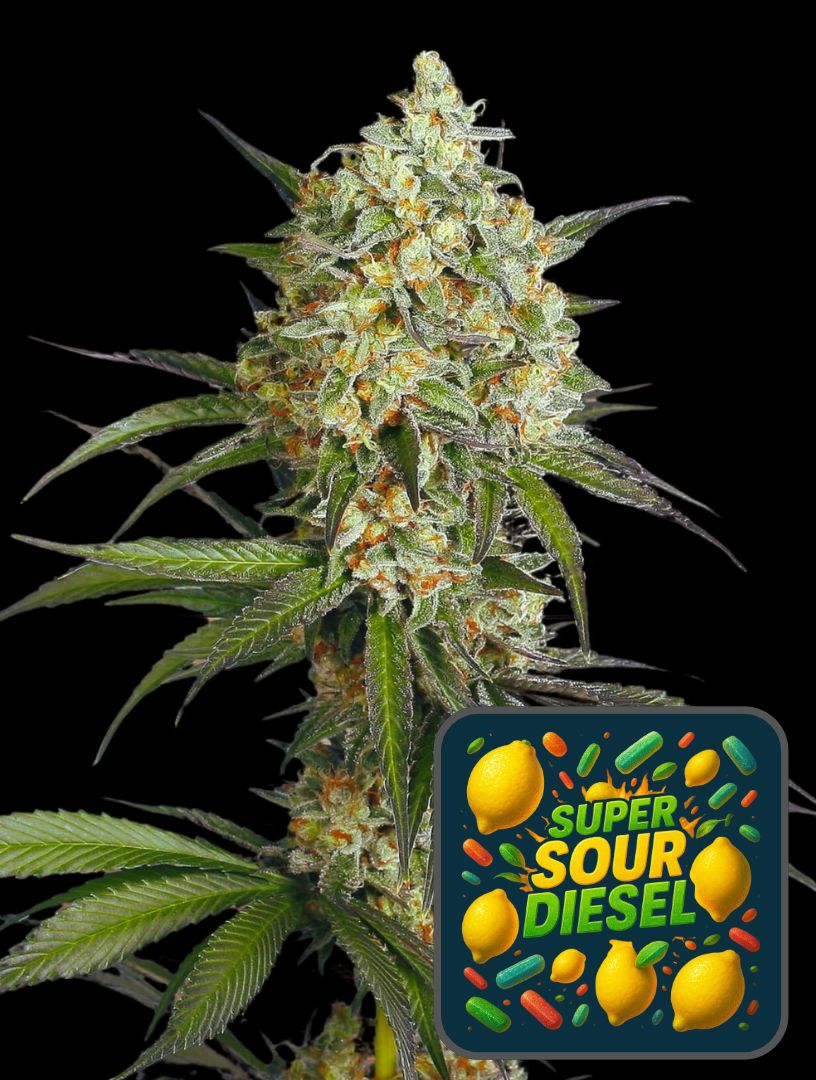 Super Sour Diesel Auto – Super Seeds