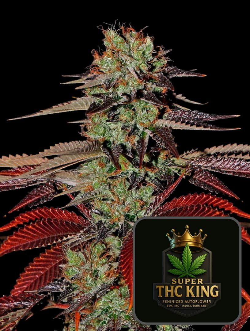 Super THC King Auto – Super Seeds
