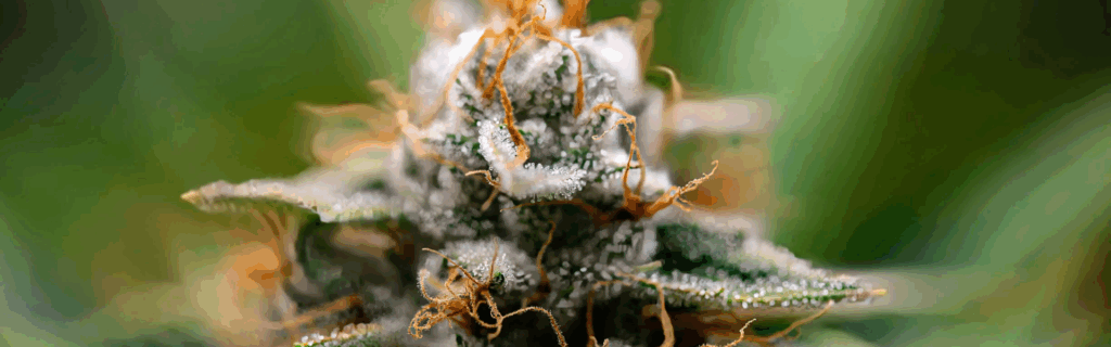 Hvad er skunk