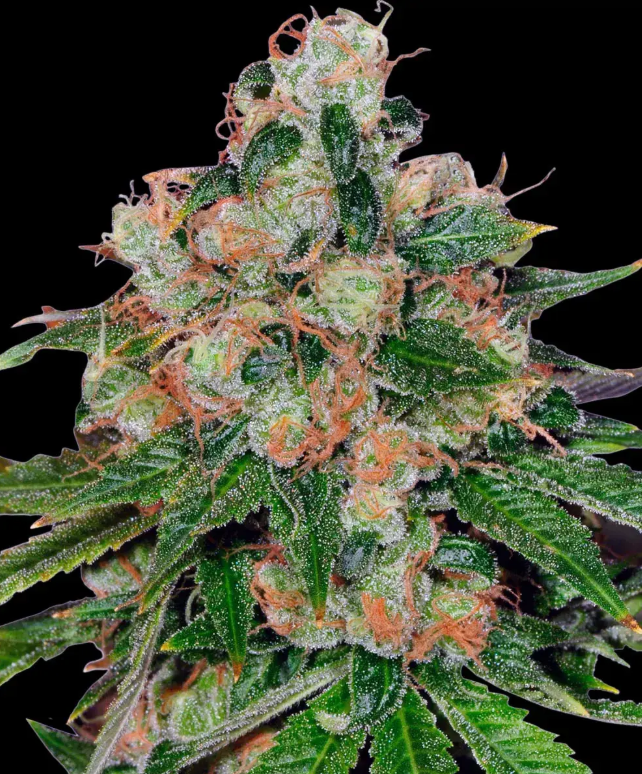 CBD Caramel (Regulær) - Barney's Farm