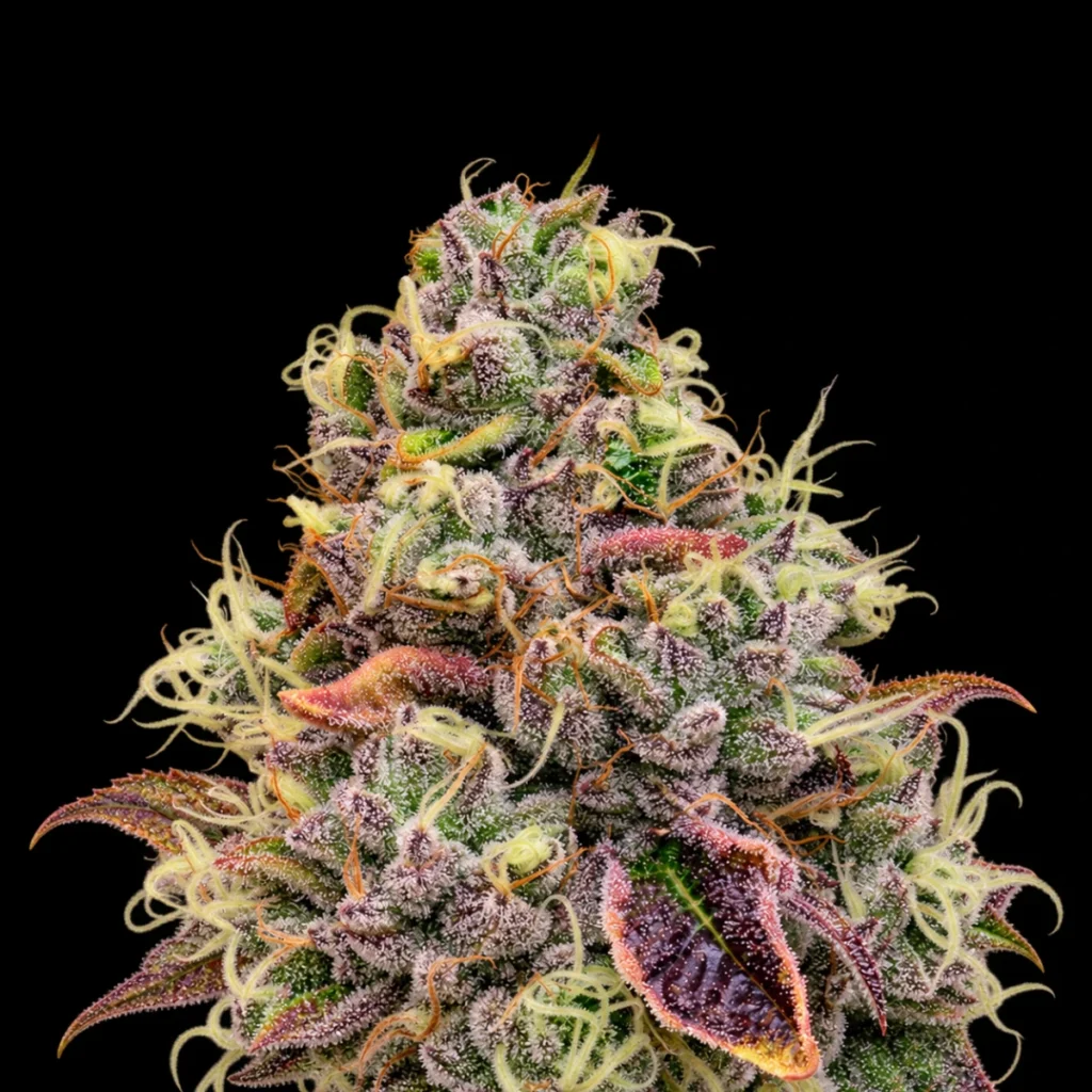 Chaos Cake (Feminiseret) – Anesia Seeds