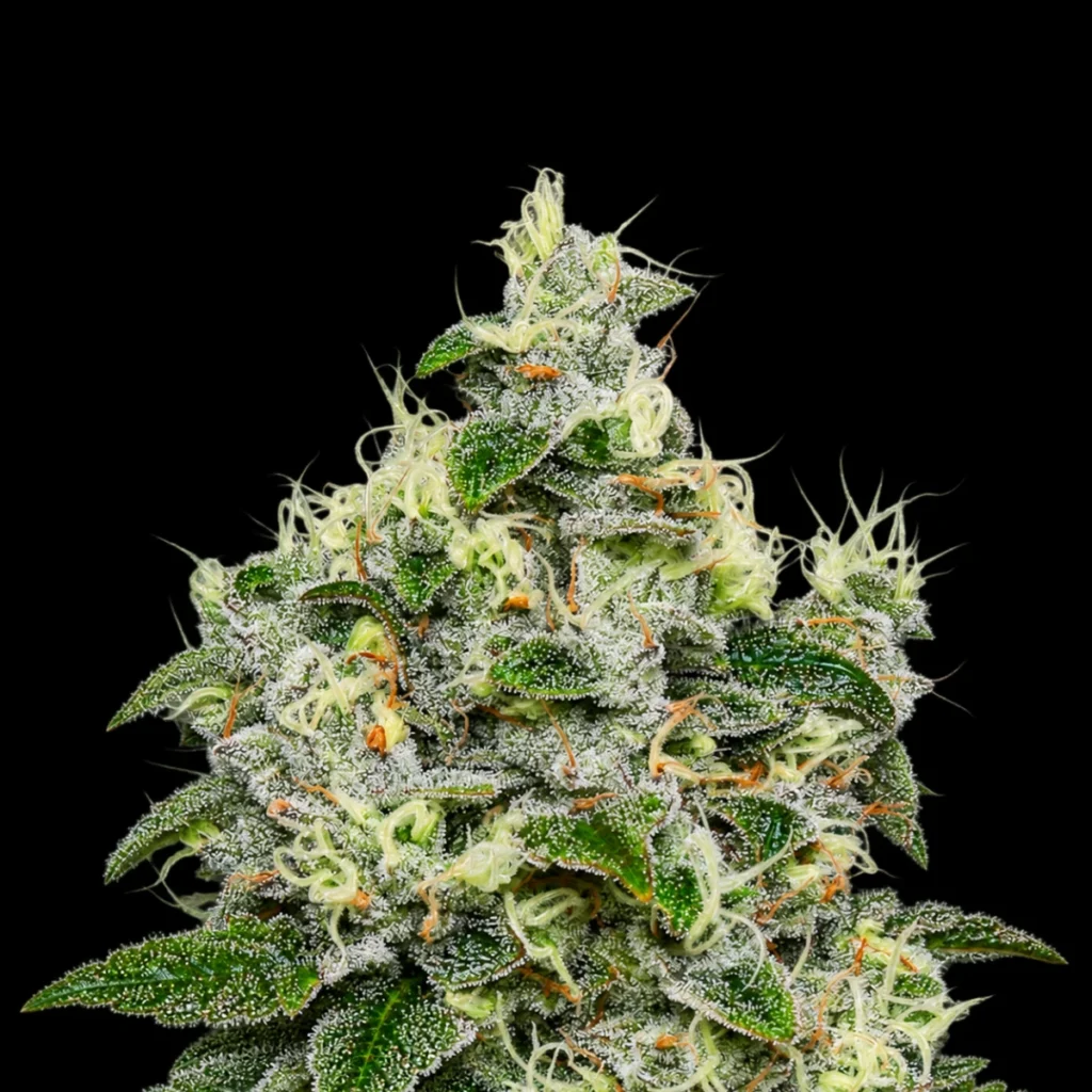 Dankberry Auto – Anesia Seeds