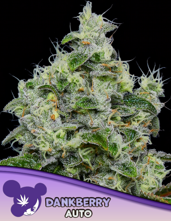 Dankberry Auto - Anesia Seeds