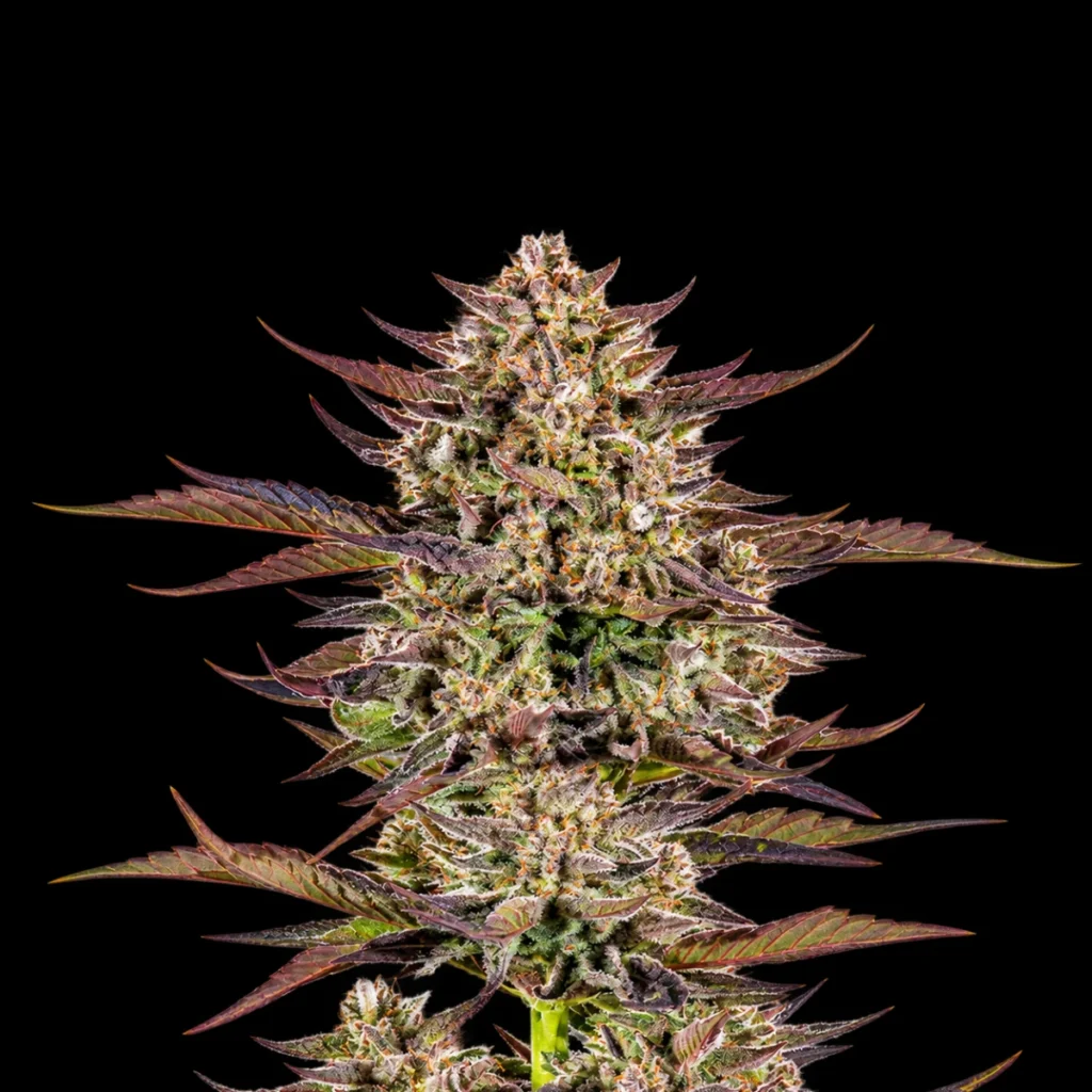 Frosted Zinn x 3 Bears OG Auto – Barney’s Farm