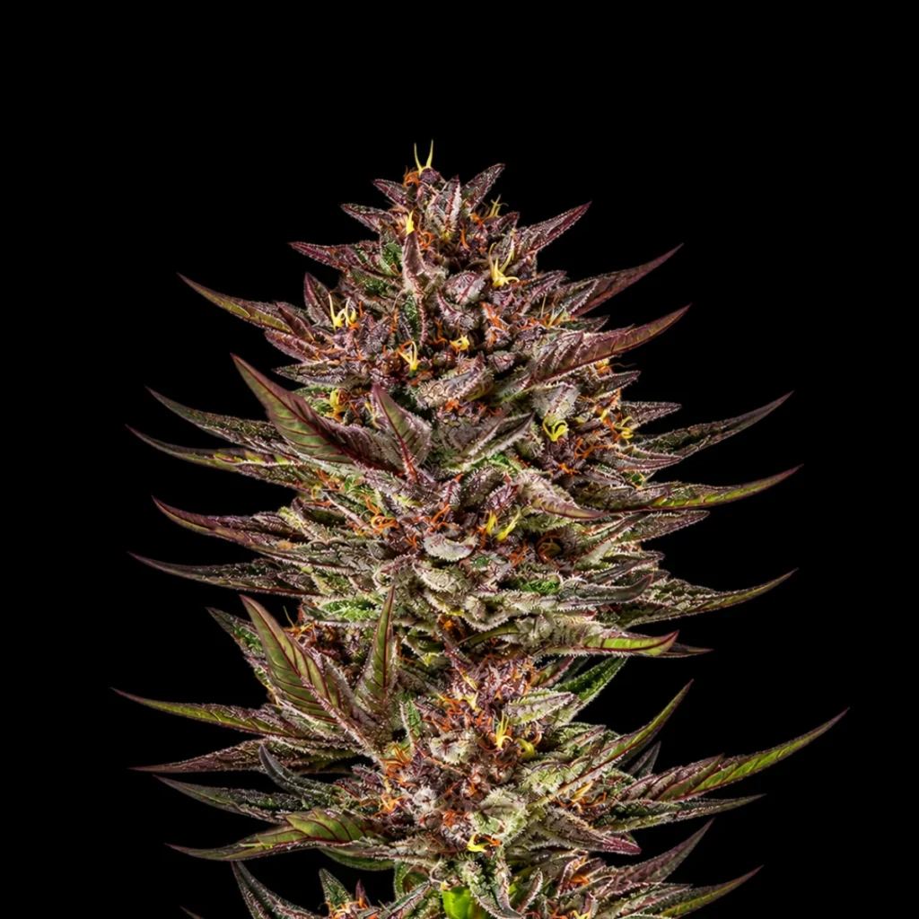 Frosted Zinn x Cookie Dog Auto – Barney’s Farm