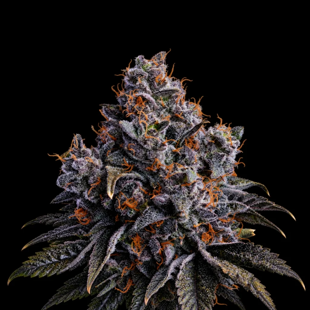 Grape Pop Rocks Auto – Anesia Seeds