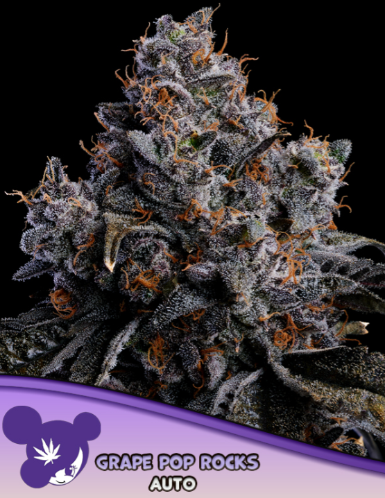 Grape Pop Rocks Auto - Anesia Seeds