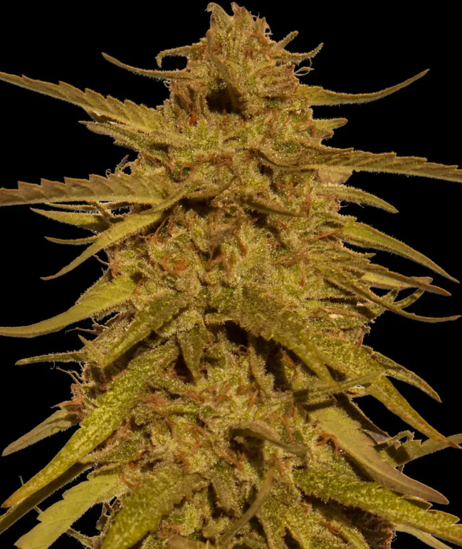 Pineapple Haze (Regulær) - Barney's Farm
