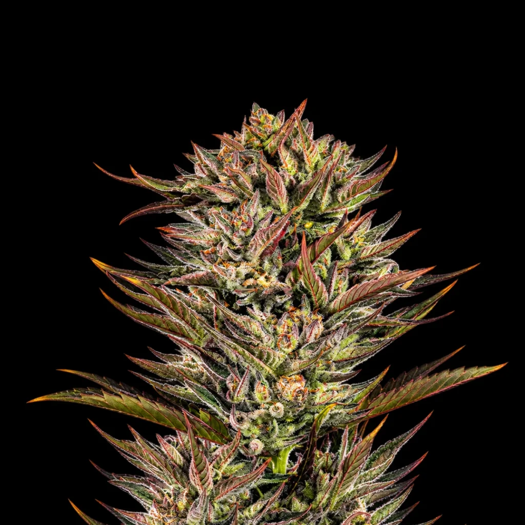 Thin Mint x Sour Pinot Auto – Barney’s Farm