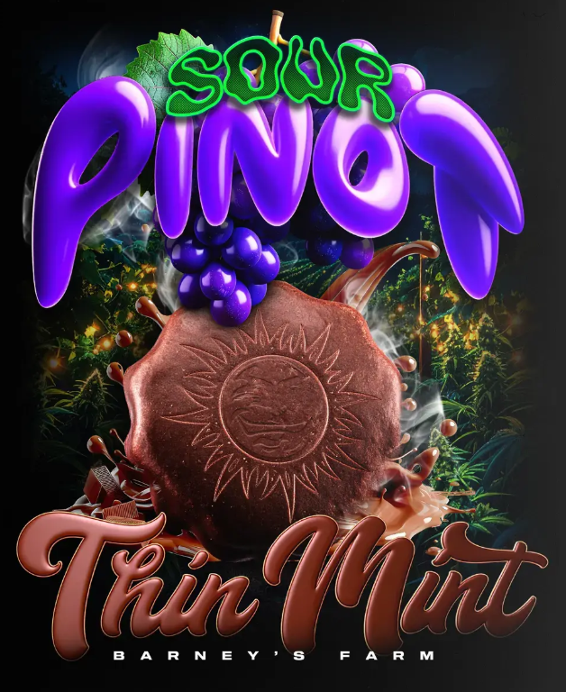 Thin Mint x Sour Pinot Auto - Barney's Farm
