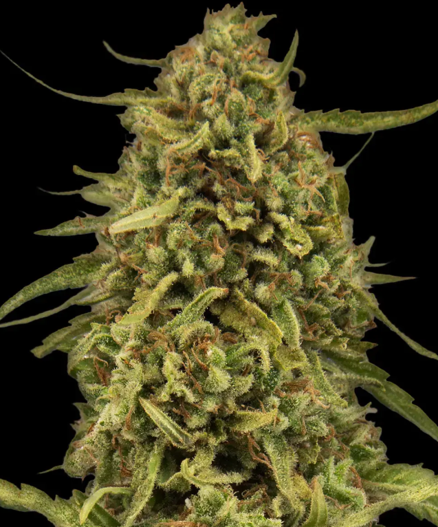 Widow Remedy (Regulær) - Barney's Farm