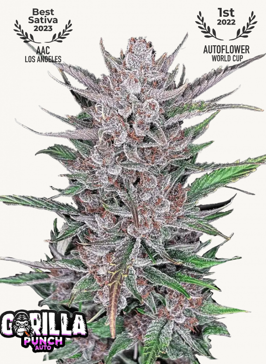 Gorilla Punch Auto - Fast Buds