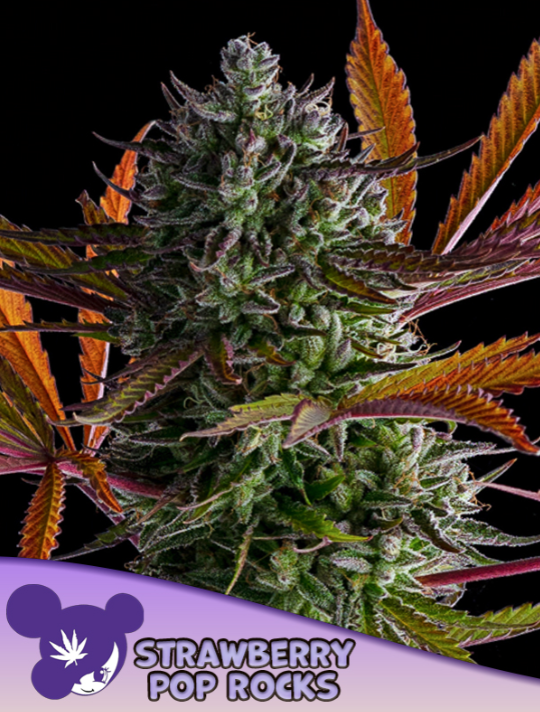 Strawberry Pop Rocks (Feminiseret) - Anesia Seeds