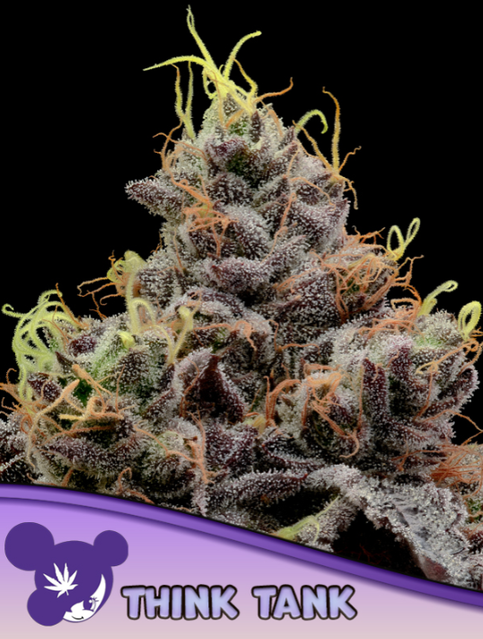 Think Tank (Feminiseret) - Anesia Seeds