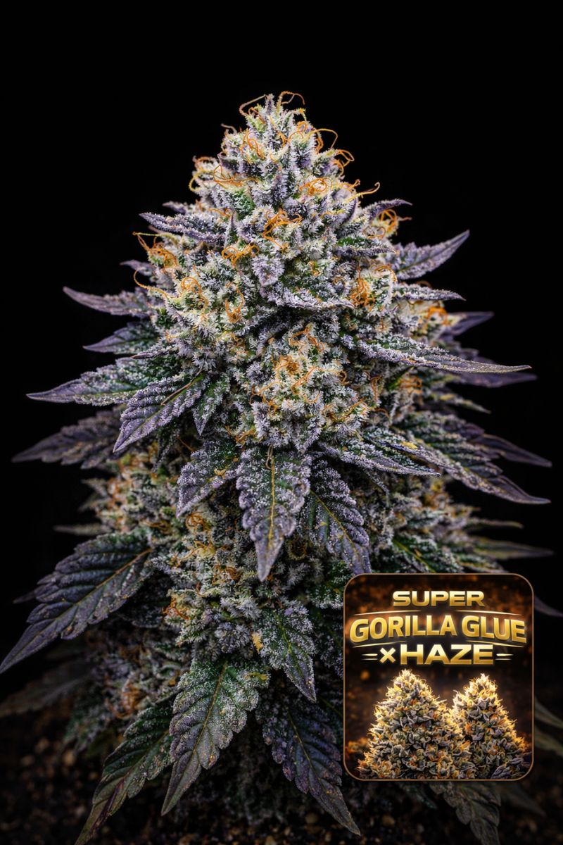 Super Gorilla Glue x Haze – Feminized Cannabis Seeds – Super Seeds
