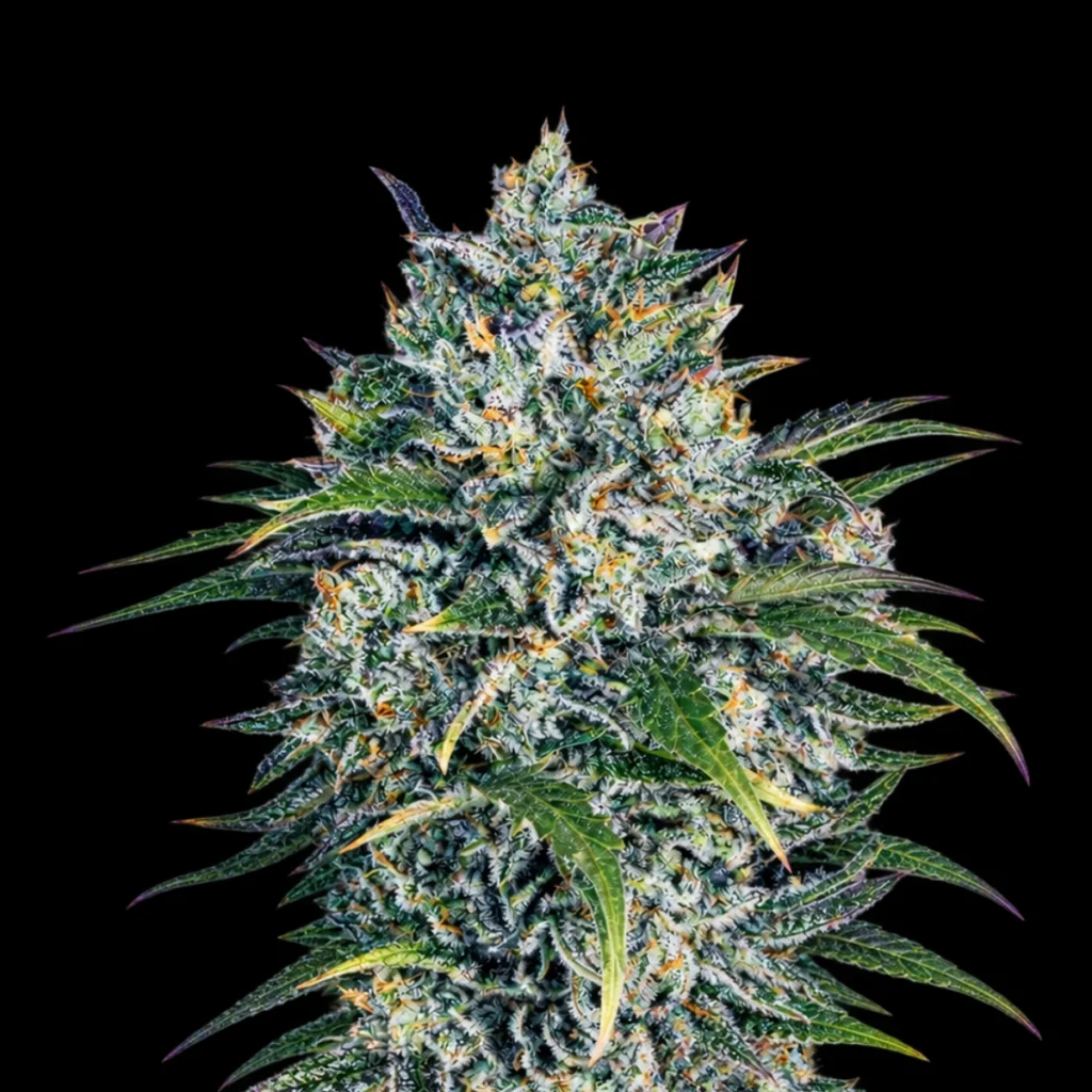 Super Blue Zushi – Feminized Cannabis Seeds – Super Seeds