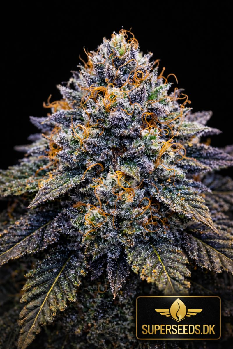 Super Boof Auto – Autoflower Cannabis Seeds – Super Seeds