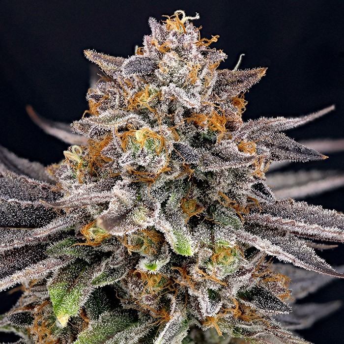 CandyGaz (Feminiseret) - Ripper Seeds